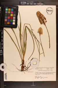 Amianthium muscitoxicum image