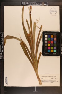 Amianthium muscitoxicum image