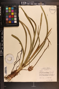 Amianthium muscitoxicum image