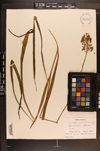 Amianthium muscitoxicum image