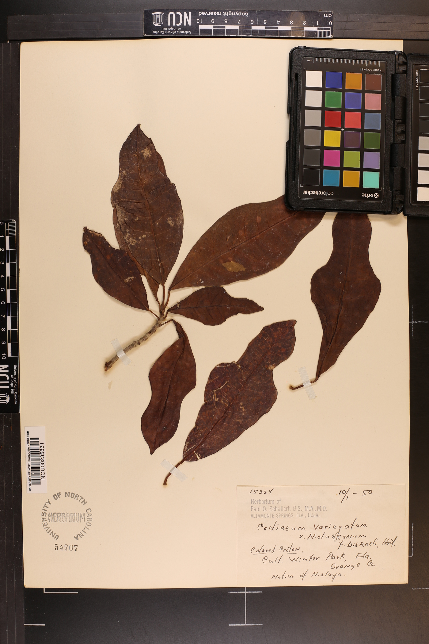 Codiaeum variegatum image