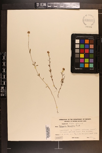 Polygala brevifolia image