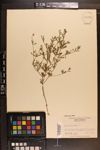 Polygala brevifolia image