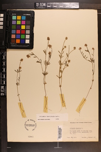 Polygala brevifolia image