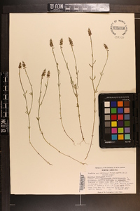 Polygala brevifolia image