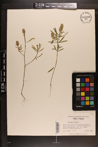 Polygala cruciata image