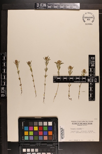 Polygala cruciata image