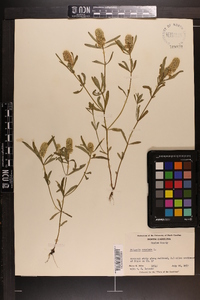 Polygala cruciata image