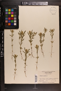 Polygala cruciata image