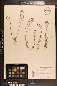 Microthlaspi perfoliatum image