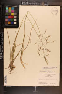 Poa cuspidata image