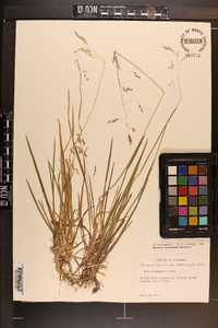 Poa cuspidata image