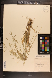 Poa cuspidata image