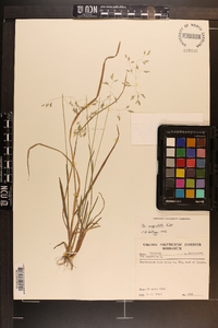 Poa cuspidata image