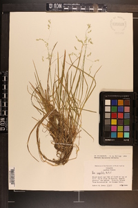 Poa cuspidata image