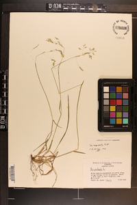 Poa cuspidata image