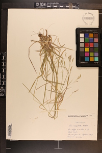 Poa cuspidata image