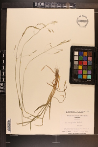 Poa cuspidata image