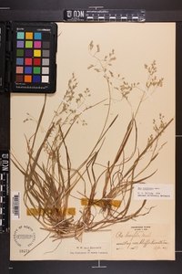 Poa cuspidata image