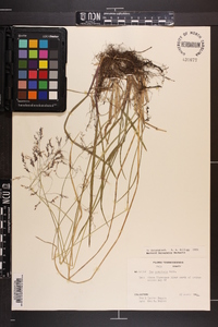 Poa cuspidata image