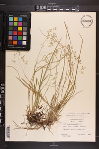 Poa cuspidata image