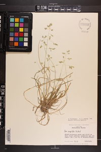 Poa cuspidata image