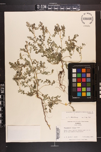 Phyllanthus amarus image