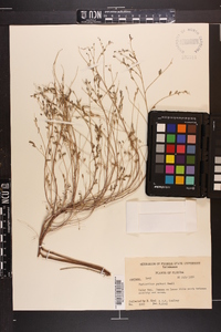 Phyllanthus garberi image