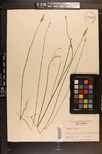 Polygala incarnata image