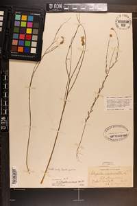 Polygala incarnata image