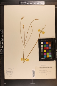 Polygala incarnata image