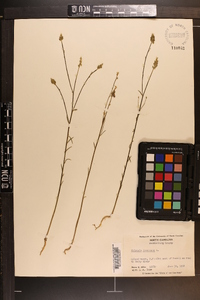 Polygala incarnata image