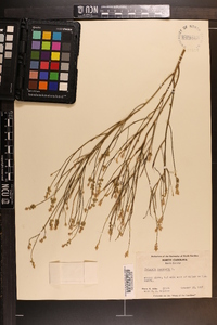 Polygala incarnata image