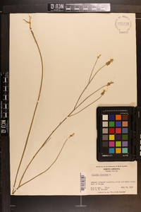 Polygala incarnata image