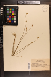 Polygala incarnata image