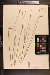 Polygala incarnata image