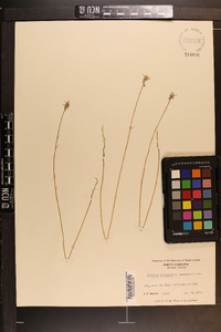 Polygala incarnata image