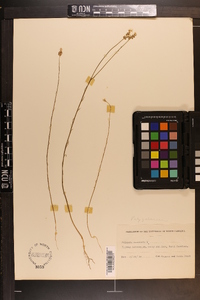 Polygala incarnata image