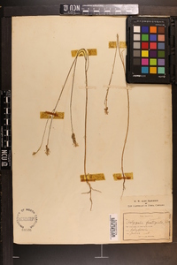 Polygala incarnata image