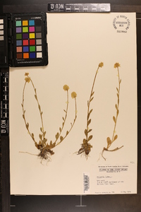 Polygala lutea image