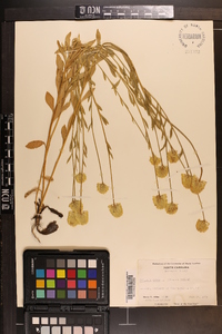 Polygala lutea image