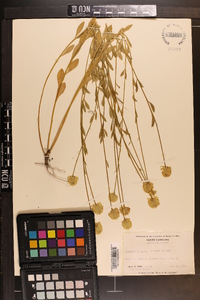 Polygala lutea image