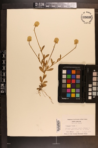 Polygala lutea image