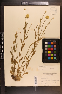 Polygala lutea image