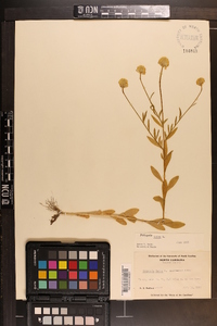 Polygala lutea image