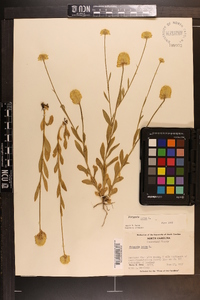 Polygala lutea image