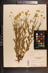 Polygala lutea image