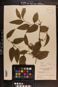 Smilax smallii image