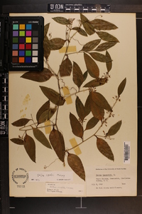 Smilax smallii image