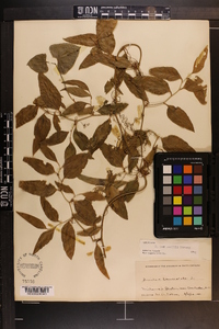 Smilax smallii image